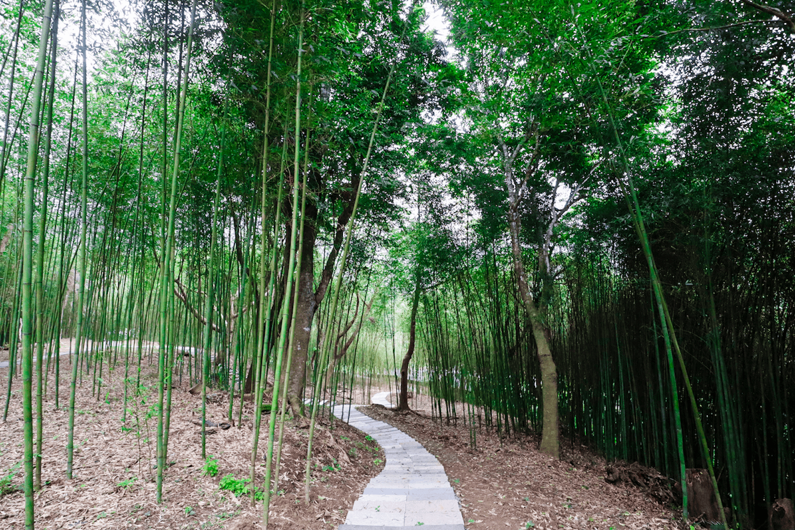 羅山村竹林步道